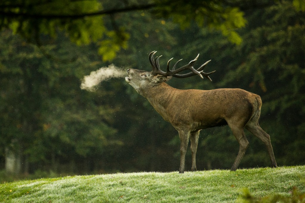 Red deer in the British countryside